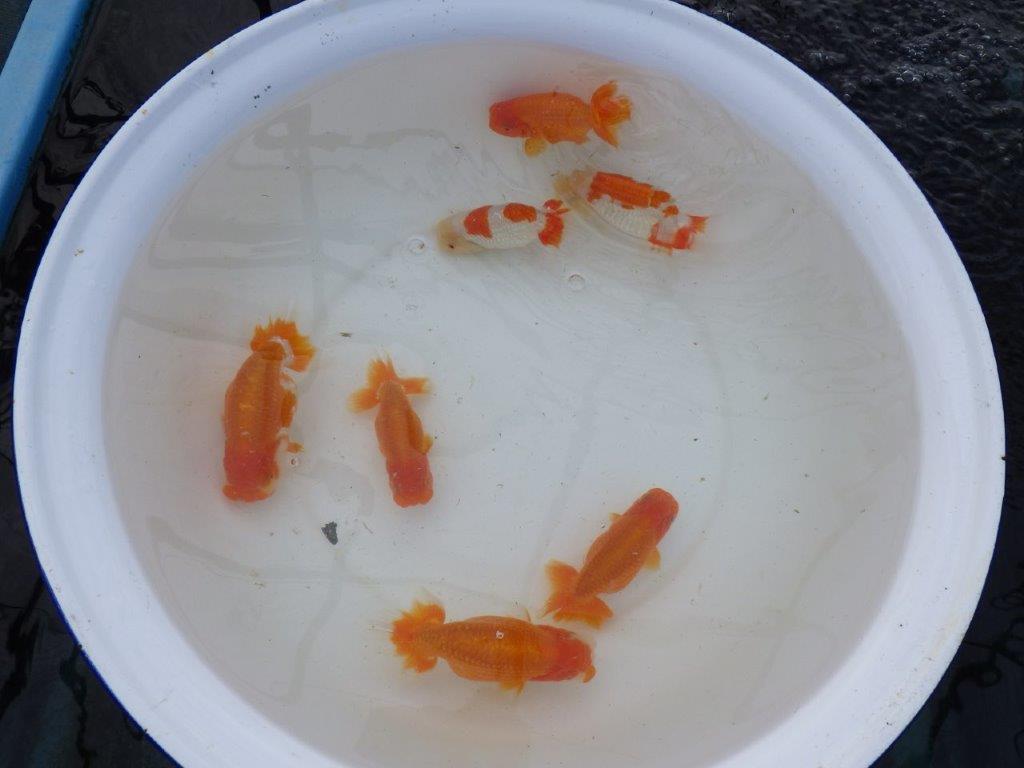 【 愛知超優良系統様】管理魚当歳らんちゅう A 四ッ尾 二本舵 約11,5㎝ メス?