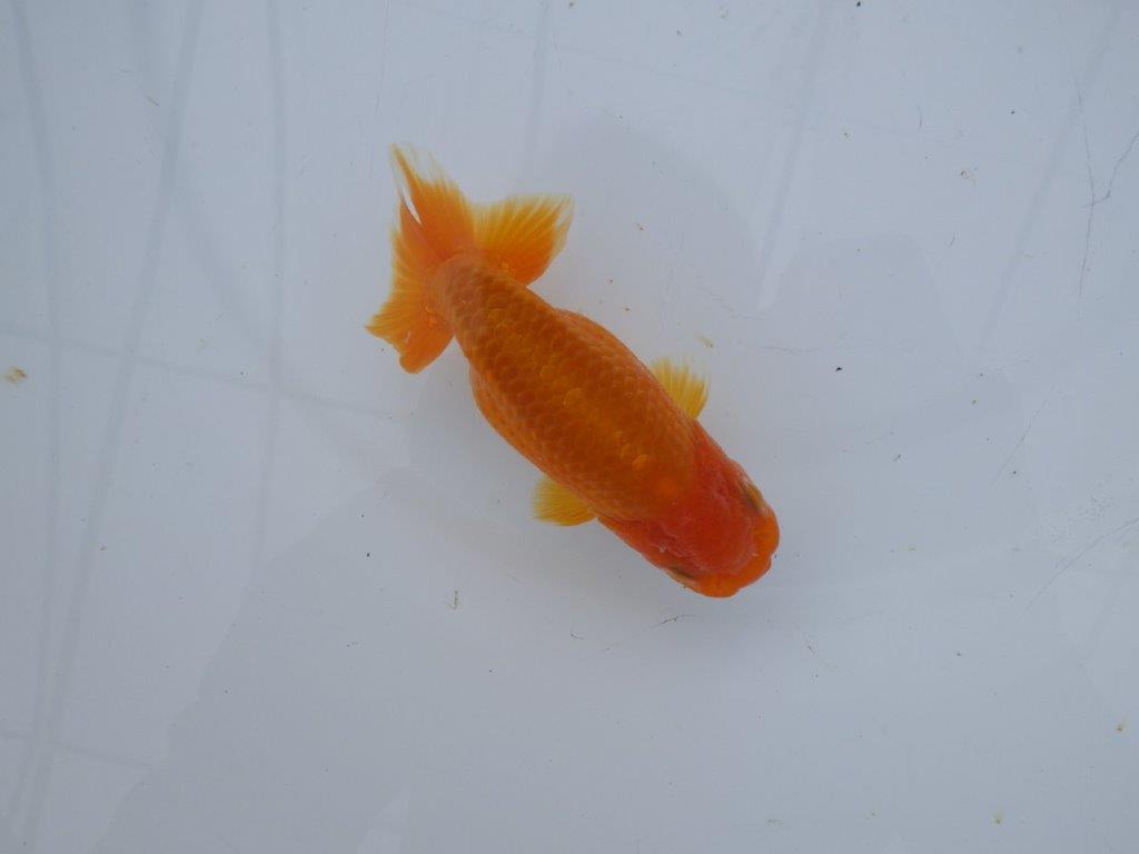 【 愛知超優良系統様】管理魚当歳らんちゅう A 四ッ尾 二本舵 約11,5㎝ メス?