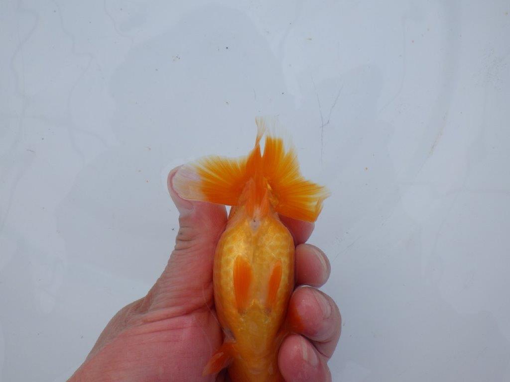 【 愛知超優良系統様】管理魚当歳らんちゅう A 四ッ尾 二本舵 約11,5㎝ メス?