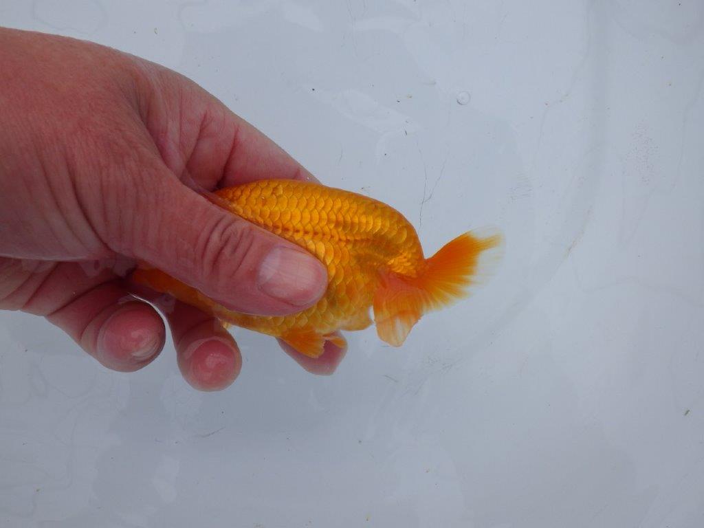 【 愛知超優良系統様】管理魚当歳らんちゅう A 四ッ尾 二本舵 約11,5㎝ メス?