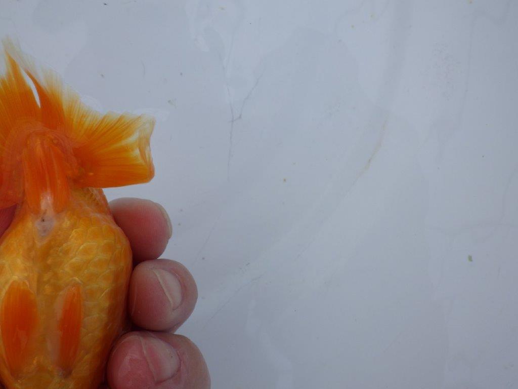 【 愛知超優良系統様】管理魚当歳らんちゅう A 四ッ尾 二本舵 約11,5㎝ メス?