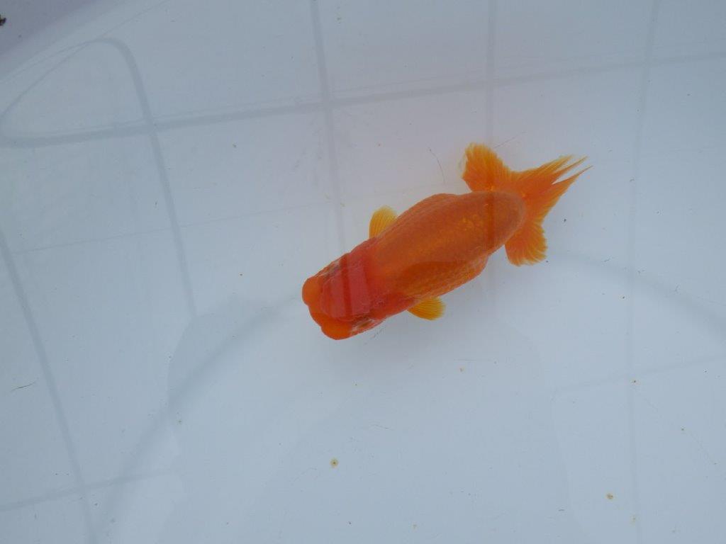 【 愛知超優良系統様】管理魚当歳らんちゅう B 四ッ尾 二本舵 約11㎝  メス？の上身