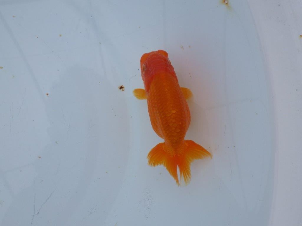 【 愛知超優良系統様】管理魚当歳らんちゅう B 四ッ尾 二本舵 約11㎝ メス?