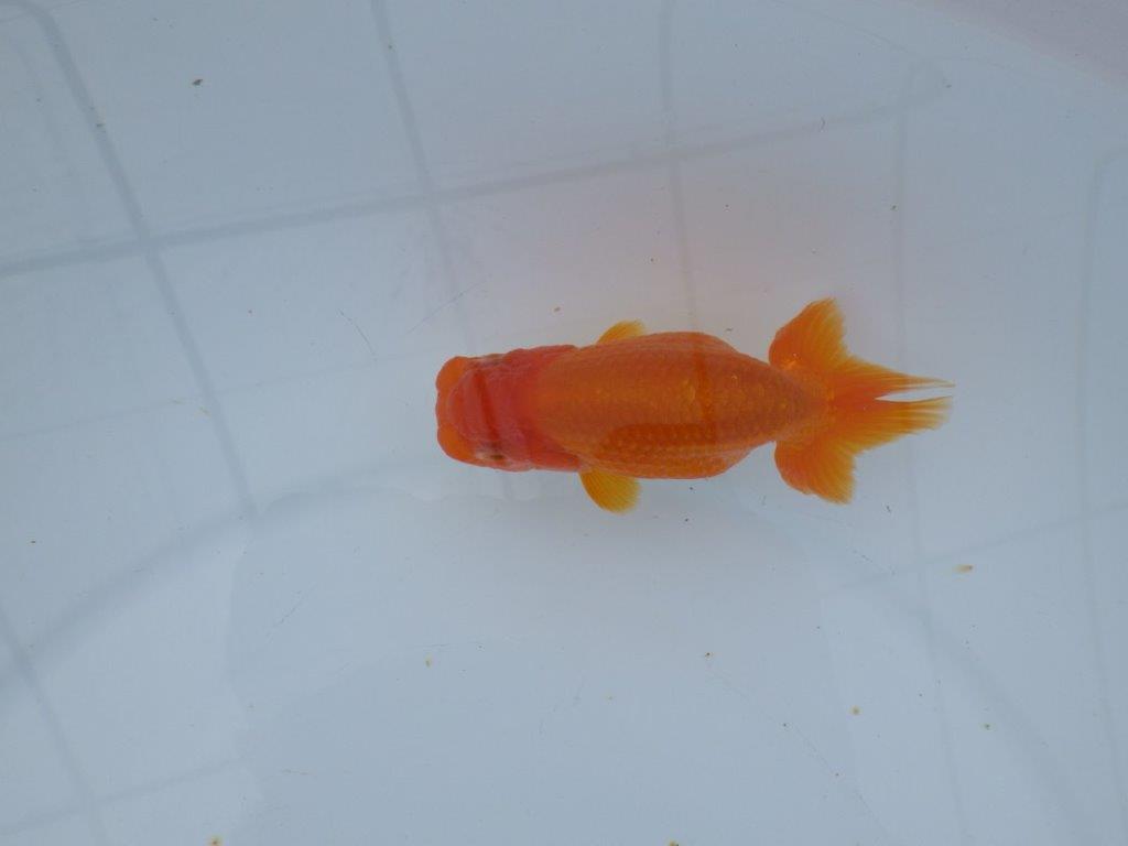 【 愛知超優良系統様】管理魚当歳らんちゅう B 四ッ尾 二本舵 約11㎝ メス?