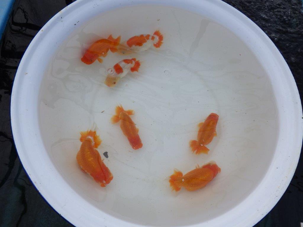 【 愛知超優良系統様】管理魚当歳らんちゅう C 四ッ尾 二本舵 約11,5㎝  オス