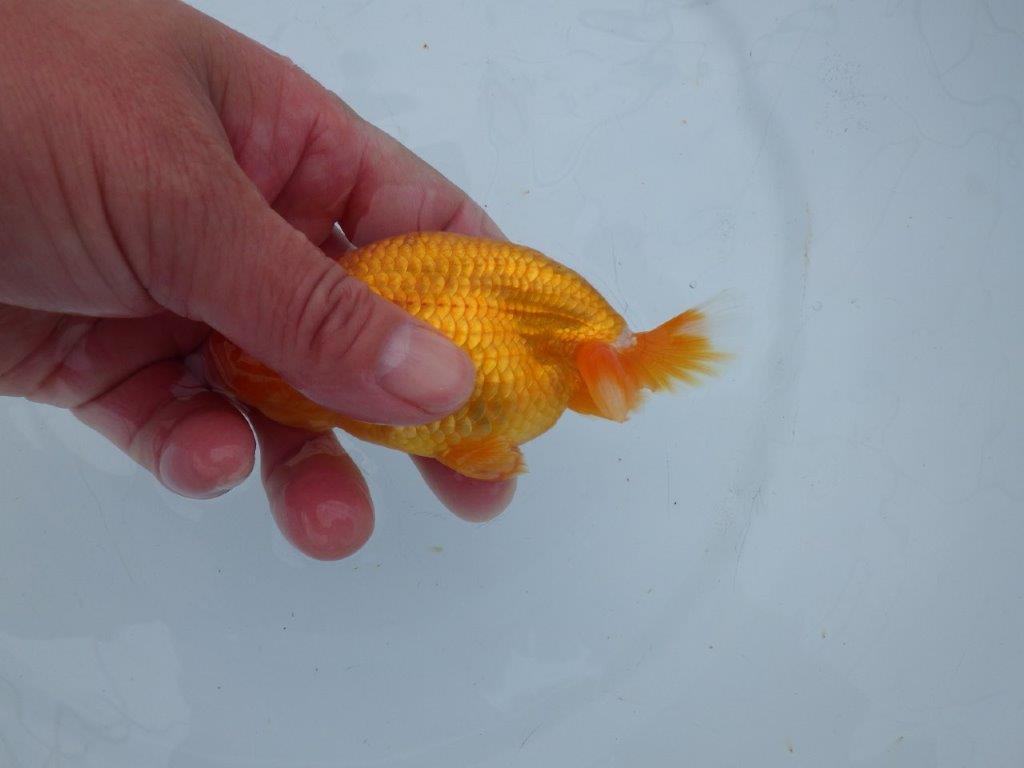 【 愛知超優良系統様】管理魚当歳らんちゅう C 四ッ尾 二本舵 約11,5㎝  オス