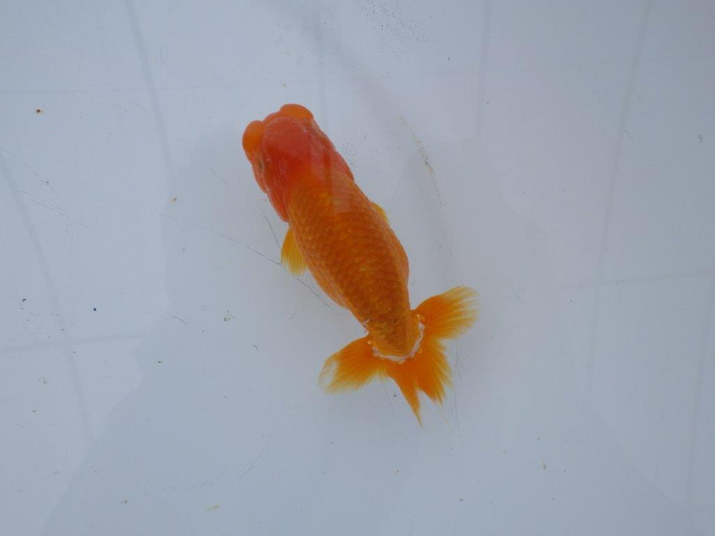 【 愛知超優良系統様】管理魚当歳らんちゅう C 四ッ尾 二本舵 約11,5㎝  オスの上身