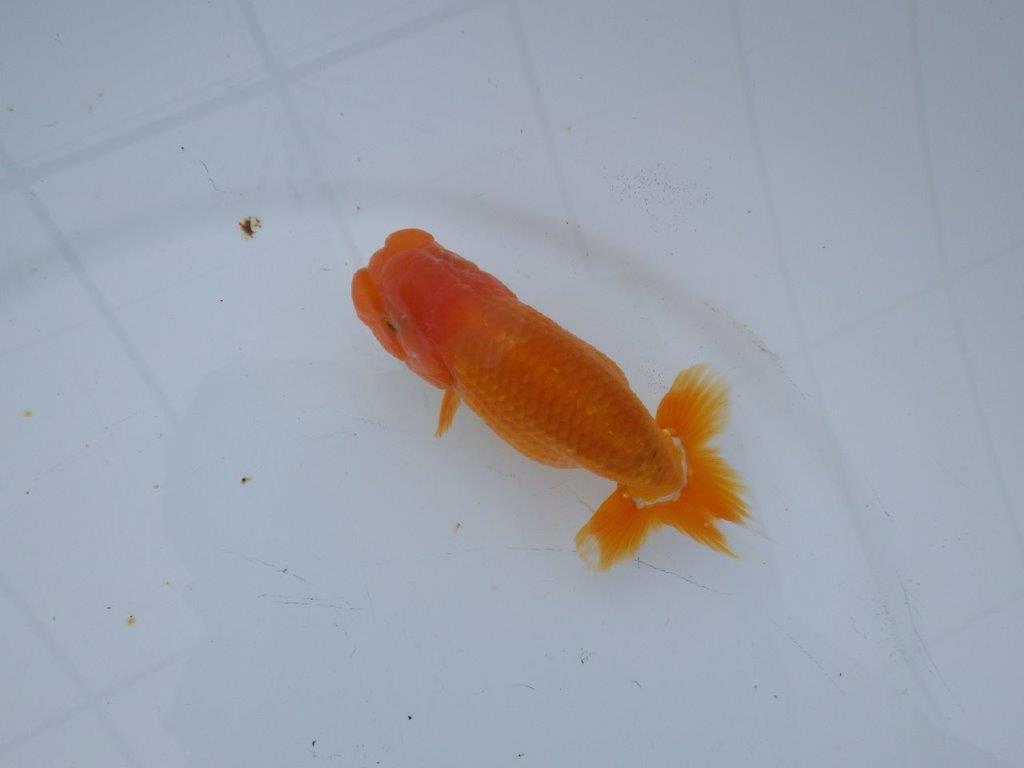 【 愛知超優良系統様】管理魚当歳らんちゅう C 四ッ尾 二本舵 約11,5㎝  オス