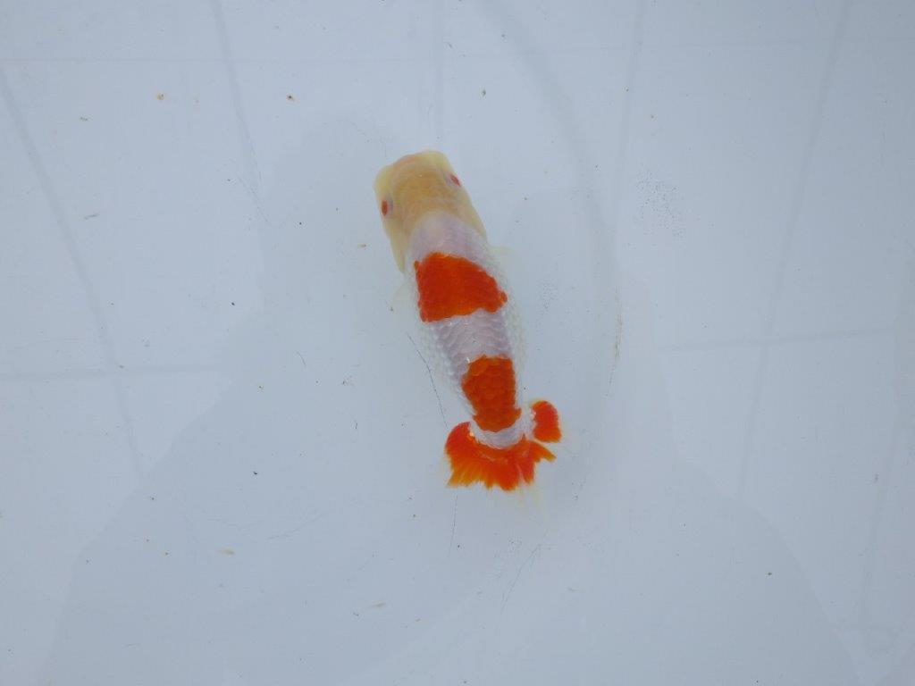 【 愛知超優良系統様】管理魚当歳らんちゅう D 四ッ尾 二本舵 約12㎝  オス