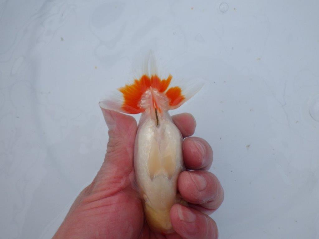 【 愛知超優良系統様】管理魚当歳らんちゅう D 四ッ尾 二本舵 約12㎝  オス