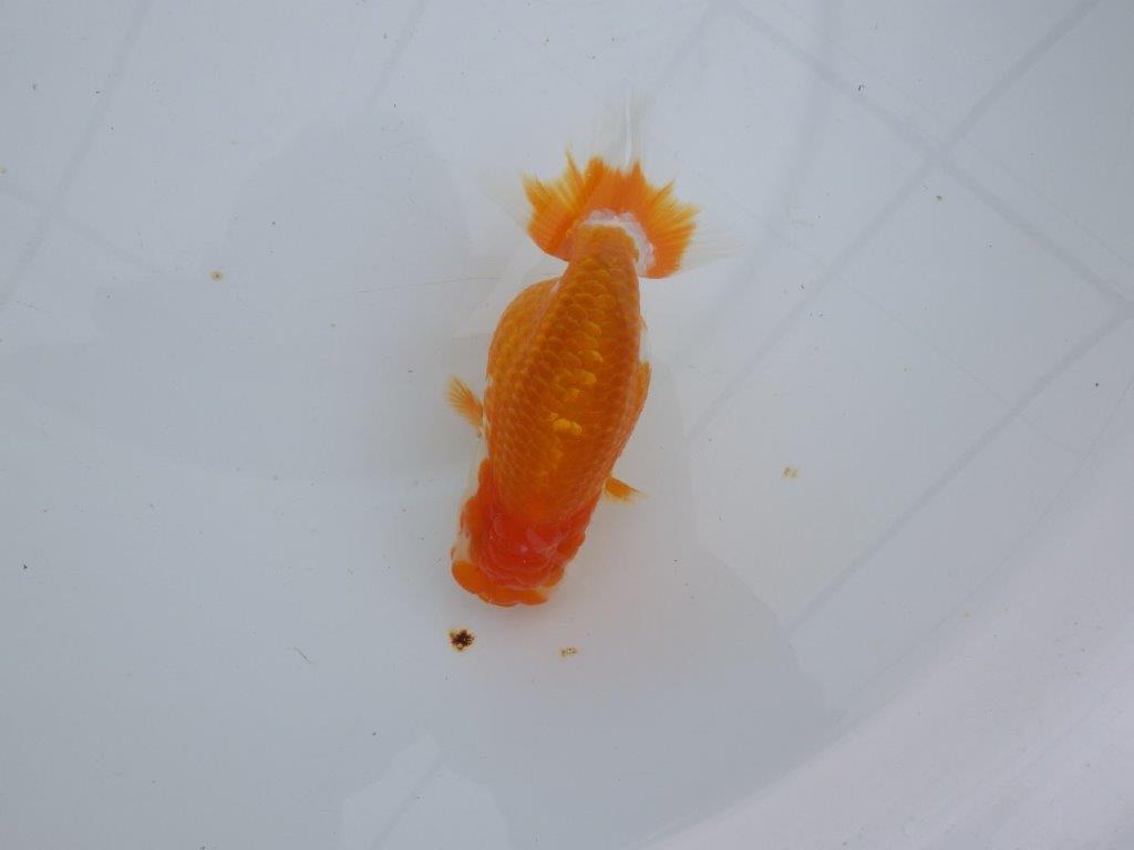 【 愛知超優良系統様】管理魚当歳らんちゅう E 四ッ尾 二本舵 約13㎝  メス