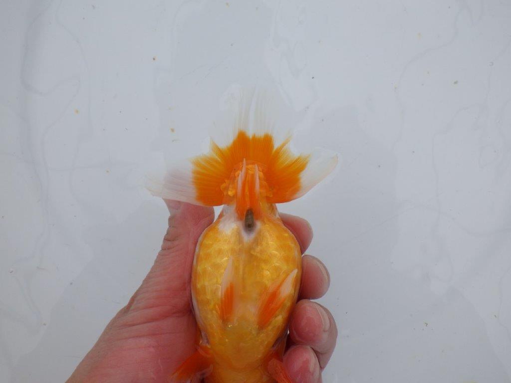 【 愛知超優良系統様】管理魚当歳らんちゅう E 四ッ尾 二本舵 約13㎝  メス