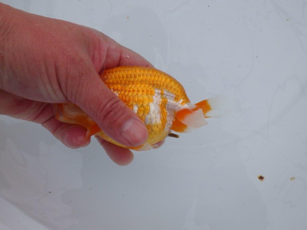 【 愛知超優良系統様】管理魚当歳らんちゅう E 四ッ尾 二本舵 約13㎝  メス