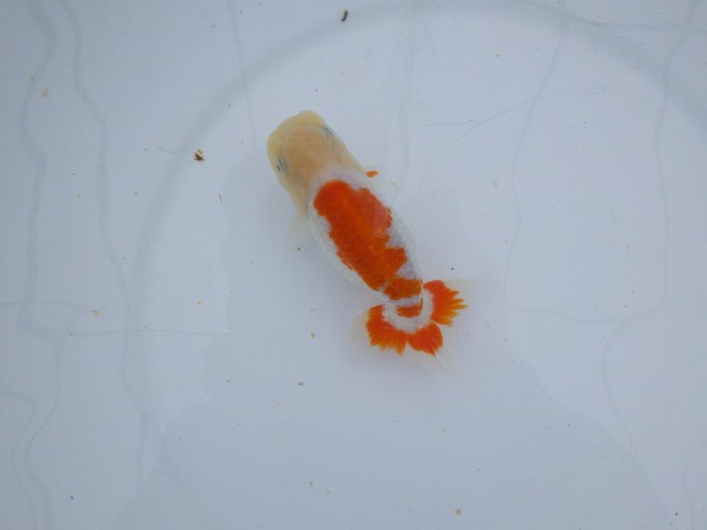 【 愛知超優良系統様】管理魚当歳らんちゅう F 四ッ尾 二本舵 約13㎝  メス