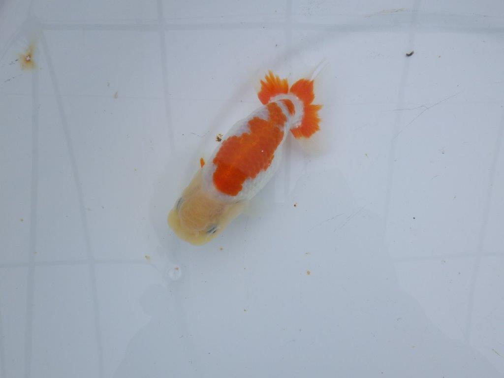 【 愛知超優良系統様】管理魚当歳らんちゅう F 四ッ尾 二本舵 約13㎝  メス