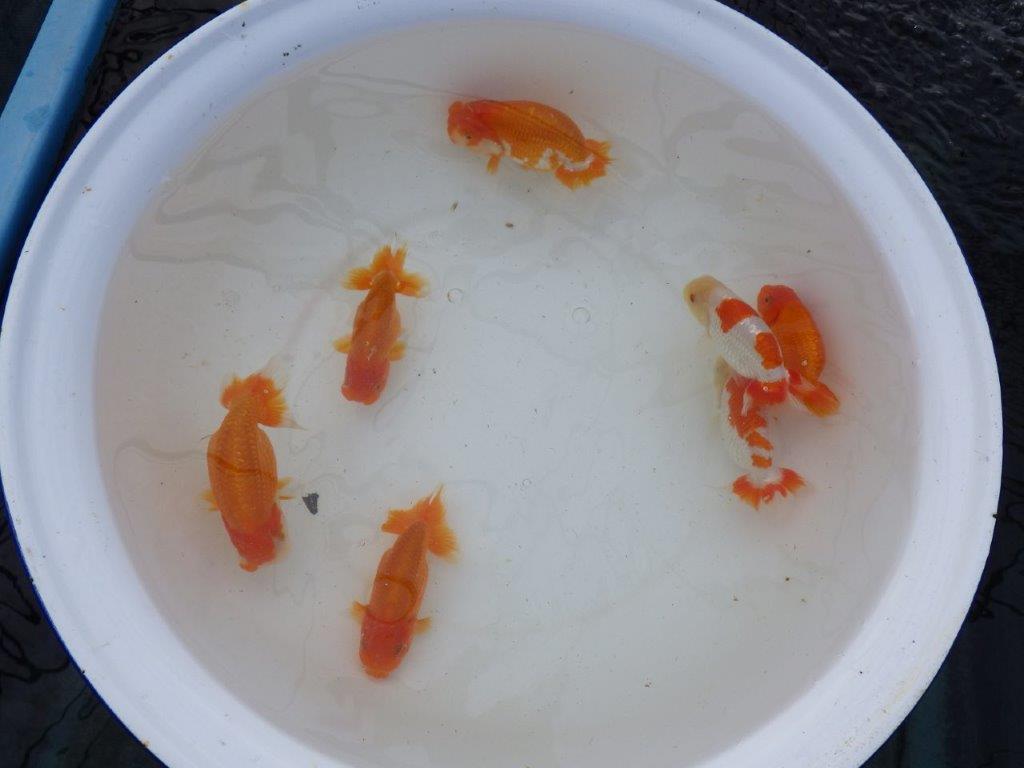 【 愛知超優良系統様】管理魚当歳らんちゅう G 四ッ尾 二本舵 約13㎝ オス