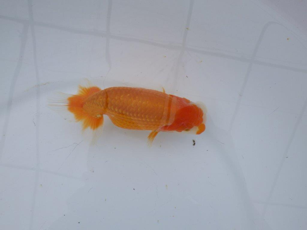 【 愛知超優良系統様】管理魚当歳らんちゅう G 四ッ尾 二本舵 約13㎝ オス