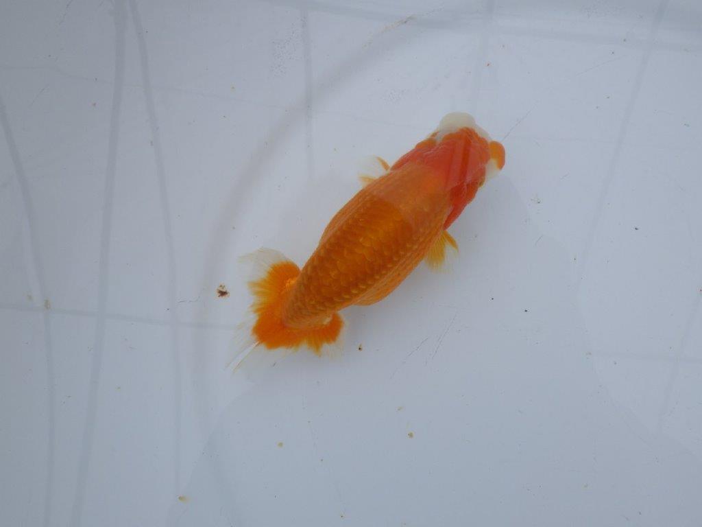 【 愛知超優良系統様】管理魚当歳らんちゅう G 四ッ尾 二本舵 約13㎝ オス