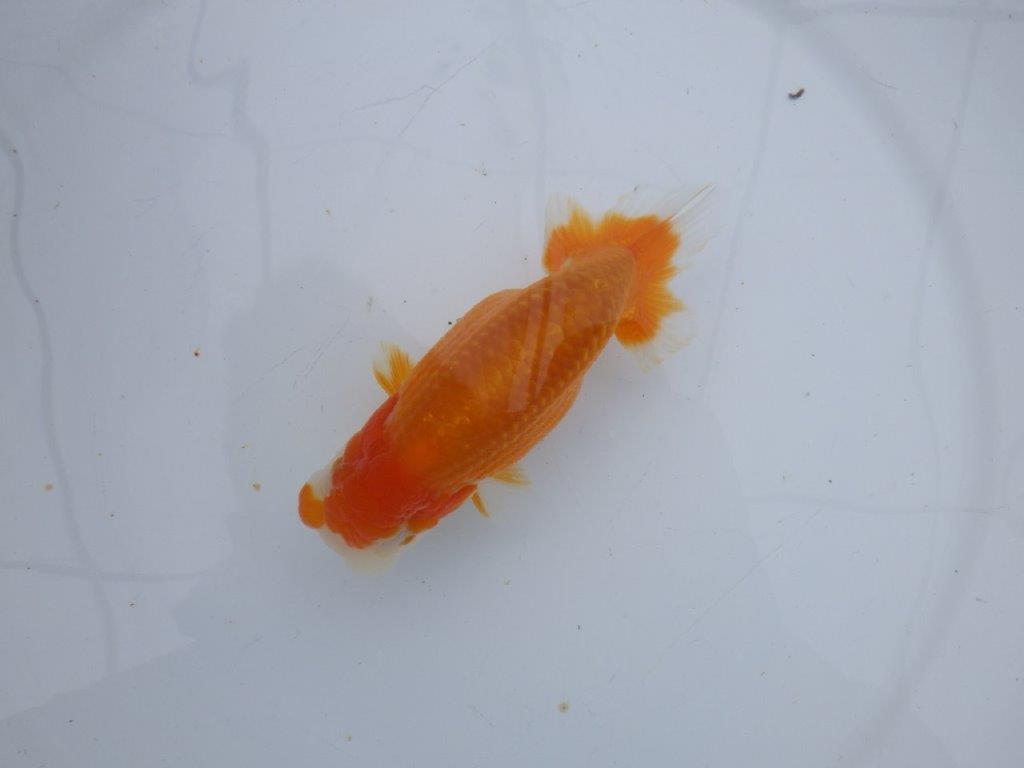 【 愛知超優良系統様】管理魚当歳らんちゅう G 四ッ尾 二本舵 約13㎝  オス