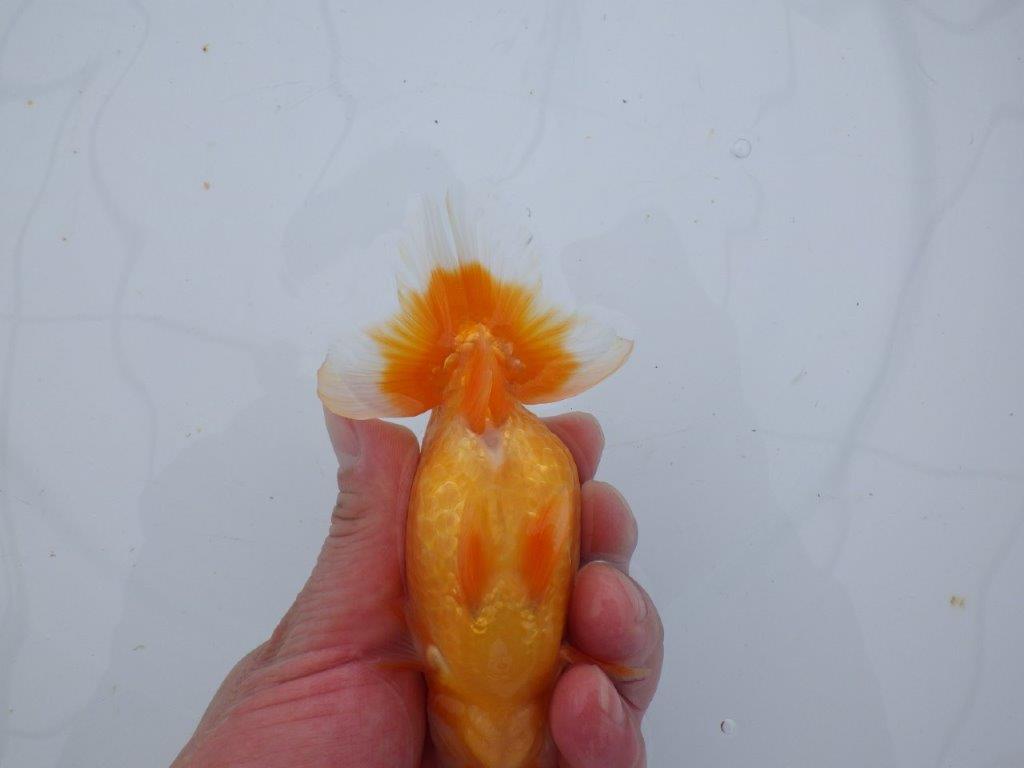 【 愛知超優良系統様】管理魚当歳らんちゅう G 四ッ尾 二本舵 約13㎝ オス