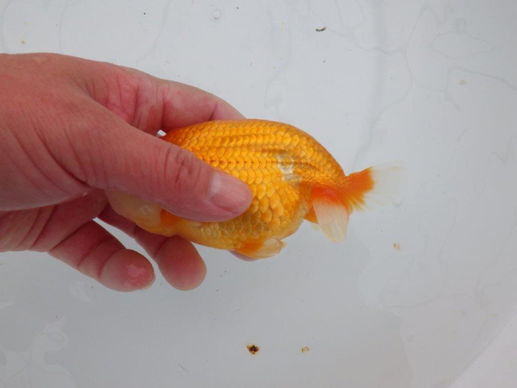 【 愛知超優良系統様】管理魚当歳らんちゅう G 四ッ尾 二本舵 約13㎝ オス