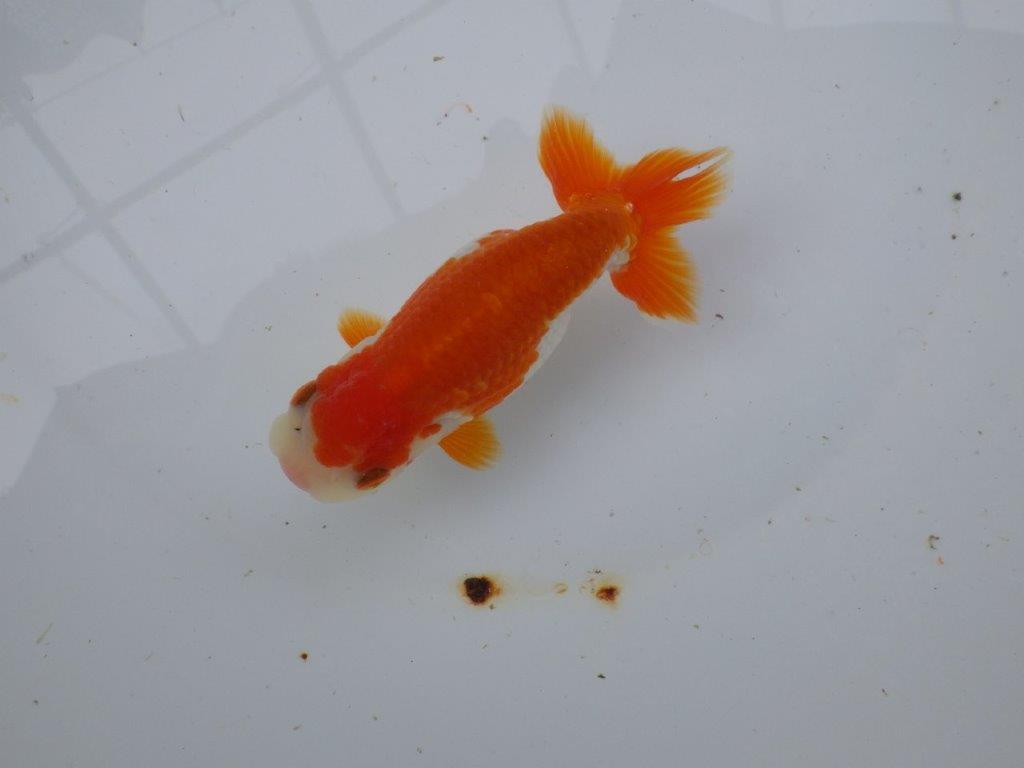 【 愛知超優良系統様】管理魚当歳らんちゅう H 四ッ尾 二本舵 約12,5㎝  メス