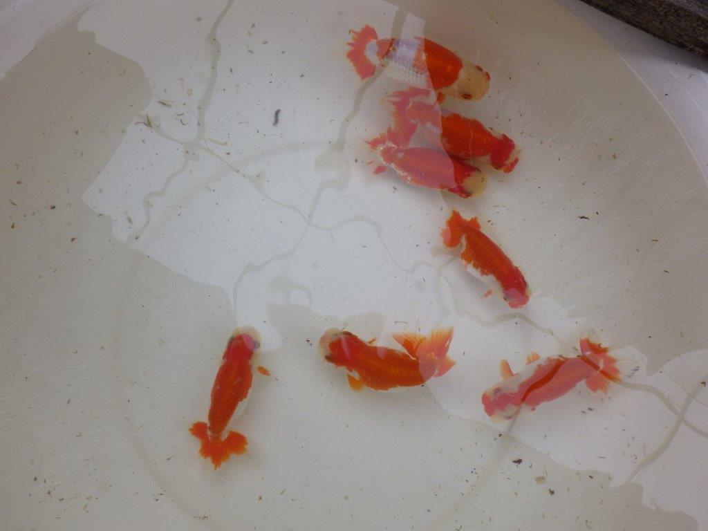 【 愛知超優良系統様】管理魚当歳らんちゅう H 四ッ尾 二本舵 約12,5㎝  メス