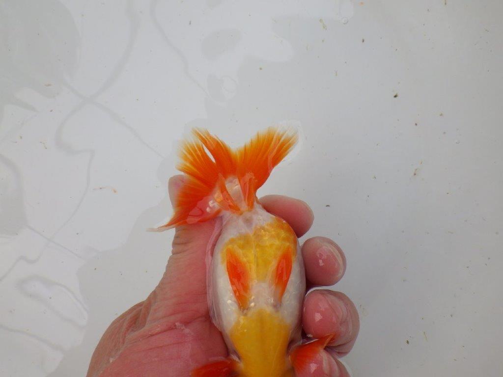 【 愛知超優良系統様】管理魚当歳らんちゅう H 四ッ尾 二本舵 約12,5㎝  メス