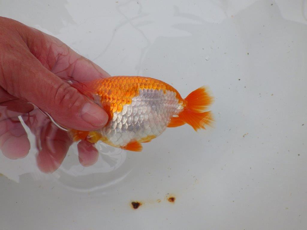 【 愛知超優良系統様】管理魚当歳らんちゅう H 四ッ尾 二本舵 約12,5㎝  メス