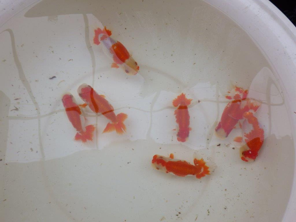 【 愛知超優良系統様】管理魚当歳らんちゅう I 四ッ尾 二本舵 約11,5㎝  メス