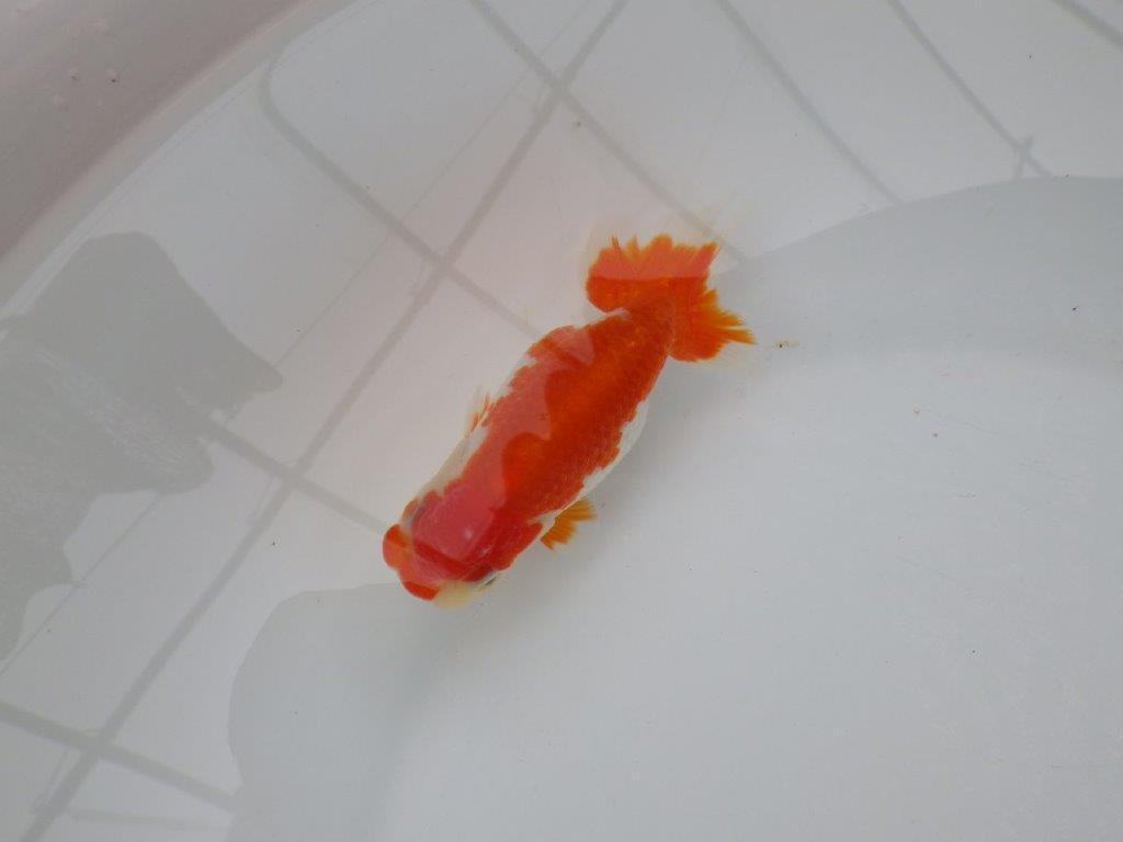 【 愛知超優良系統様】管理魚当歳らんちゅう I 四ッ尾 二本舵 約11,5㎝  メス