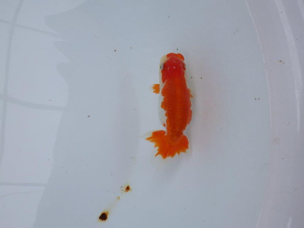 【 愛知超優良系統様】管理魚当歳らんちゅう I 四ッ尾 二本舵 約11,5㎝  メス