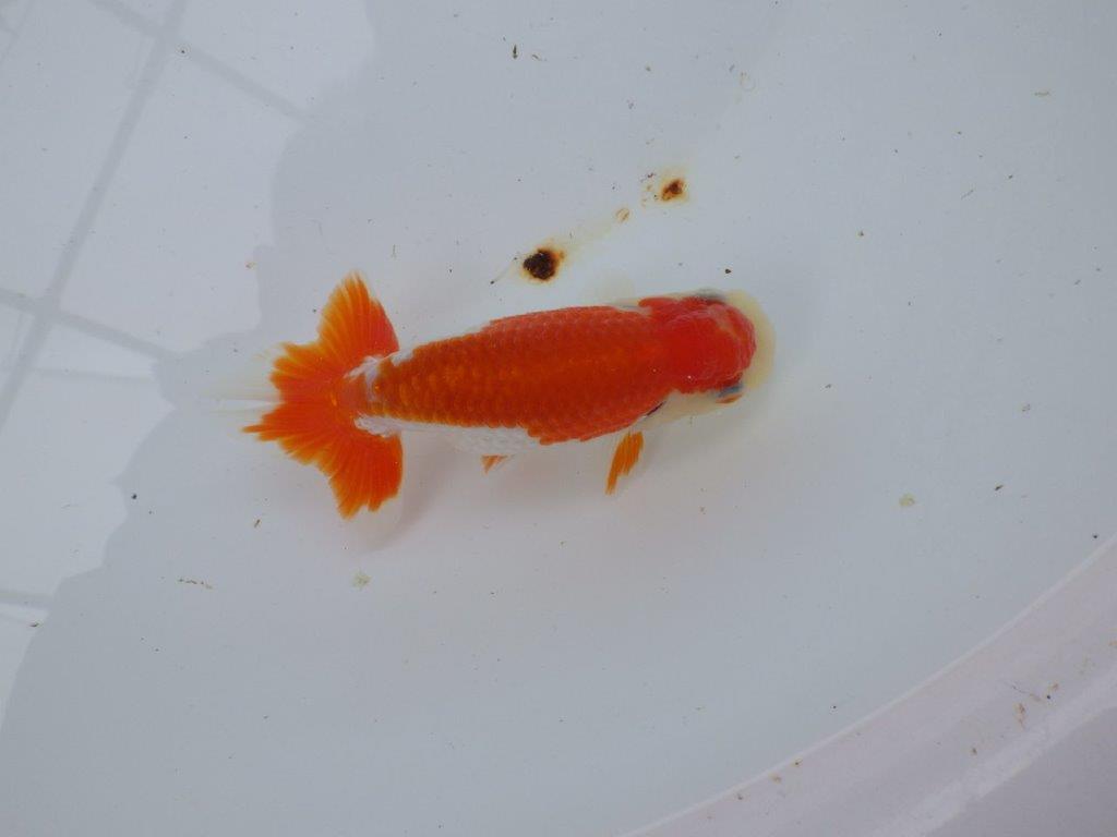 【 愛知超優良系統様】管理魚当歳らんちゅう J 四ッ尾 二本舵 約12㎝  メス