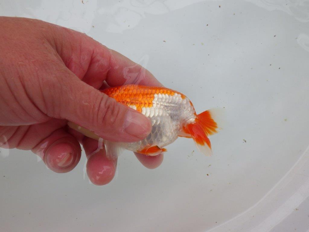 【 愛知超優良系統様】管理魚当歳らんちゅう J 四ッ尾 二本舵 約12㎝  メス