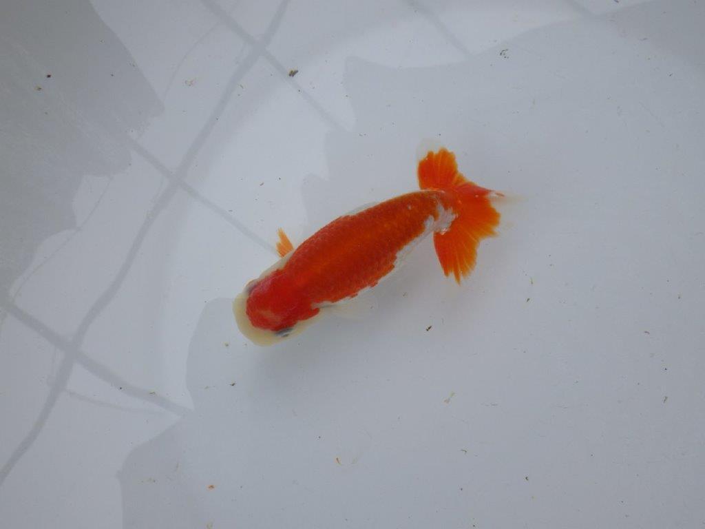 【 愛知超優良系統様】管理魚当歳らんちゅう J 四ッ尾 二本舵 約12㎝  メス