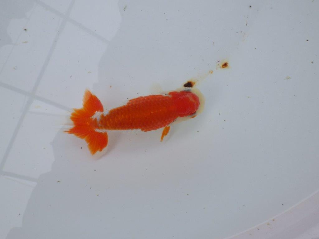 【 愛知超優良系統様】管理魚当歳らんちゅう J 四ッ尾 二本舵 約12㎝  メス