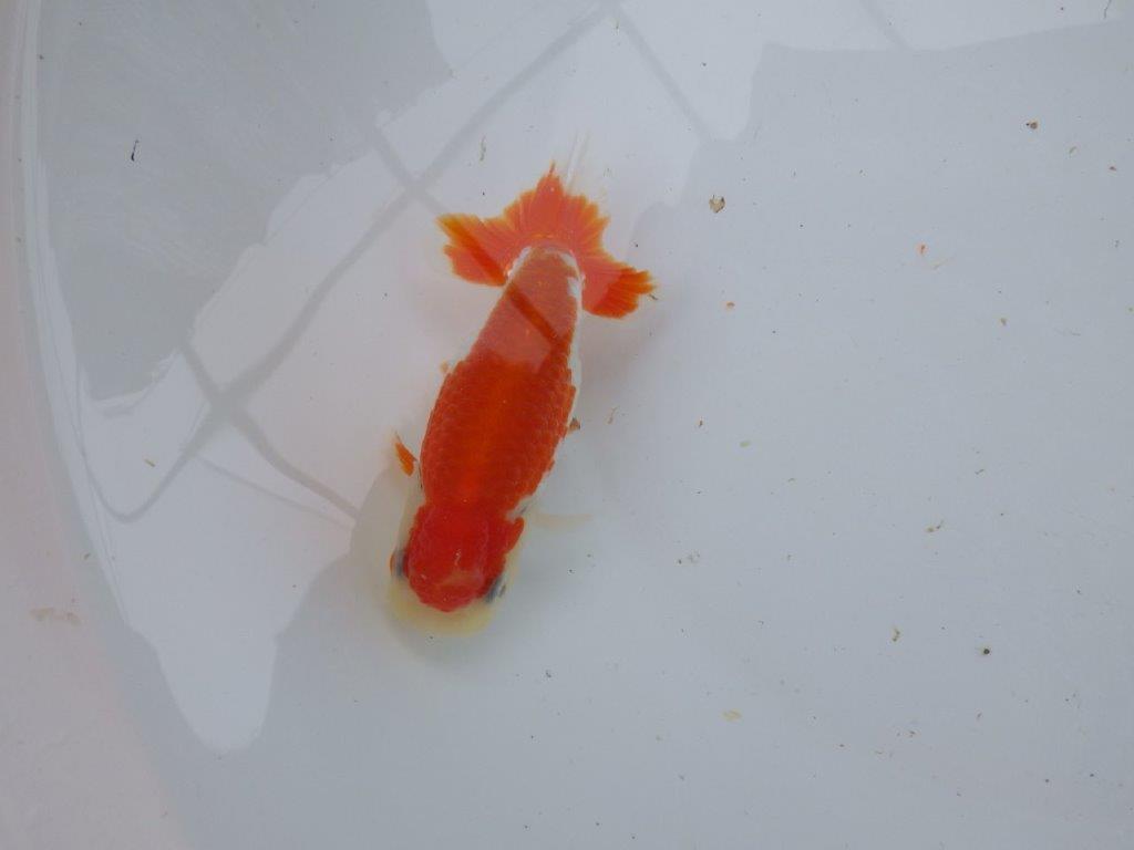 【 愛知超優良系統様】管理魚当歳らんちゅう J 四ッ尾 二本舵 約12㎝  メス