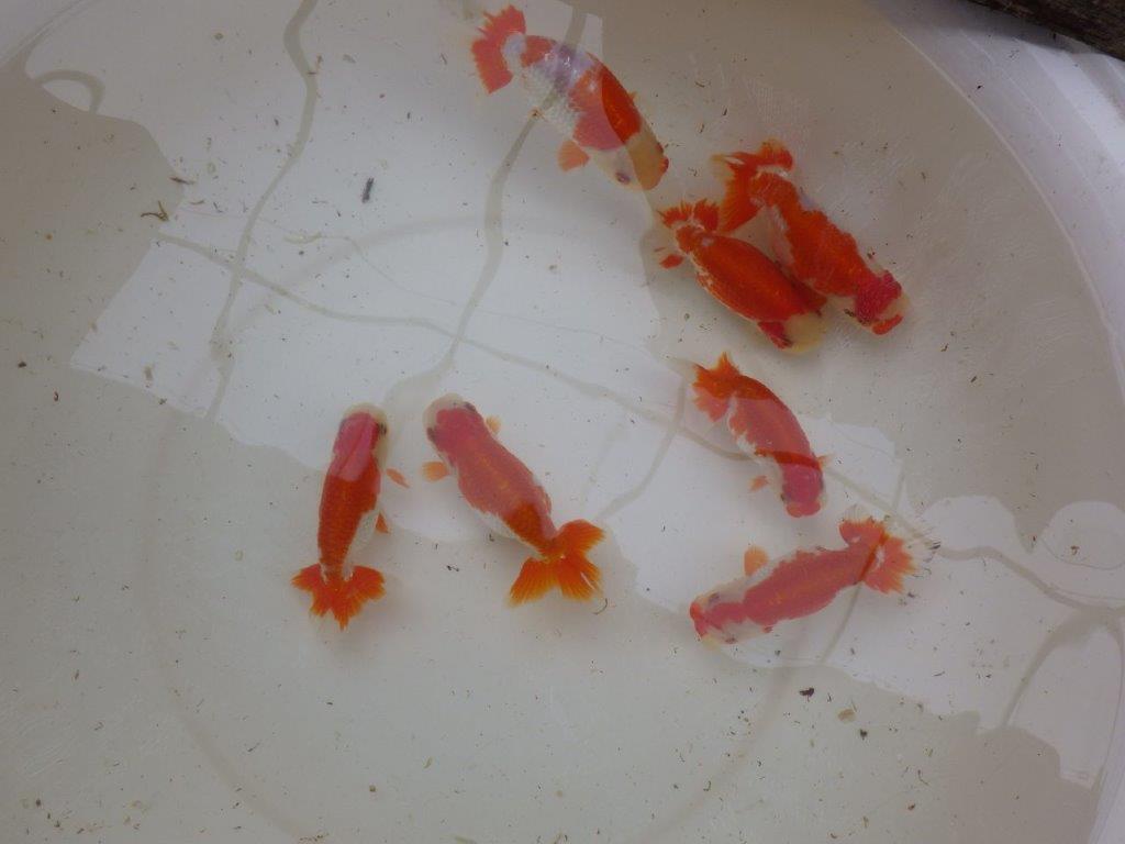 【 愛知超優良系統様】管理魚当歳らんちゅう K 四ッ尾 二本舵 約12,5㎝ メス