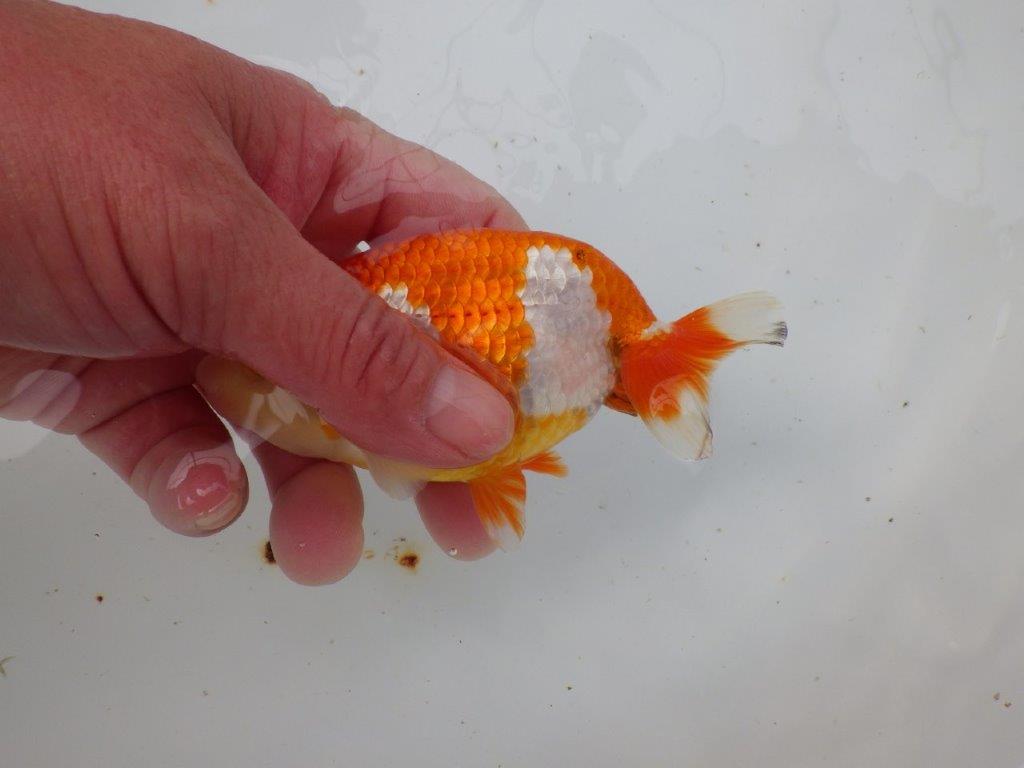 【 愛知超優良系統様】管理魚当歳らんちゅう K 四ッ尾 二本舵 約12,5㎝ メス