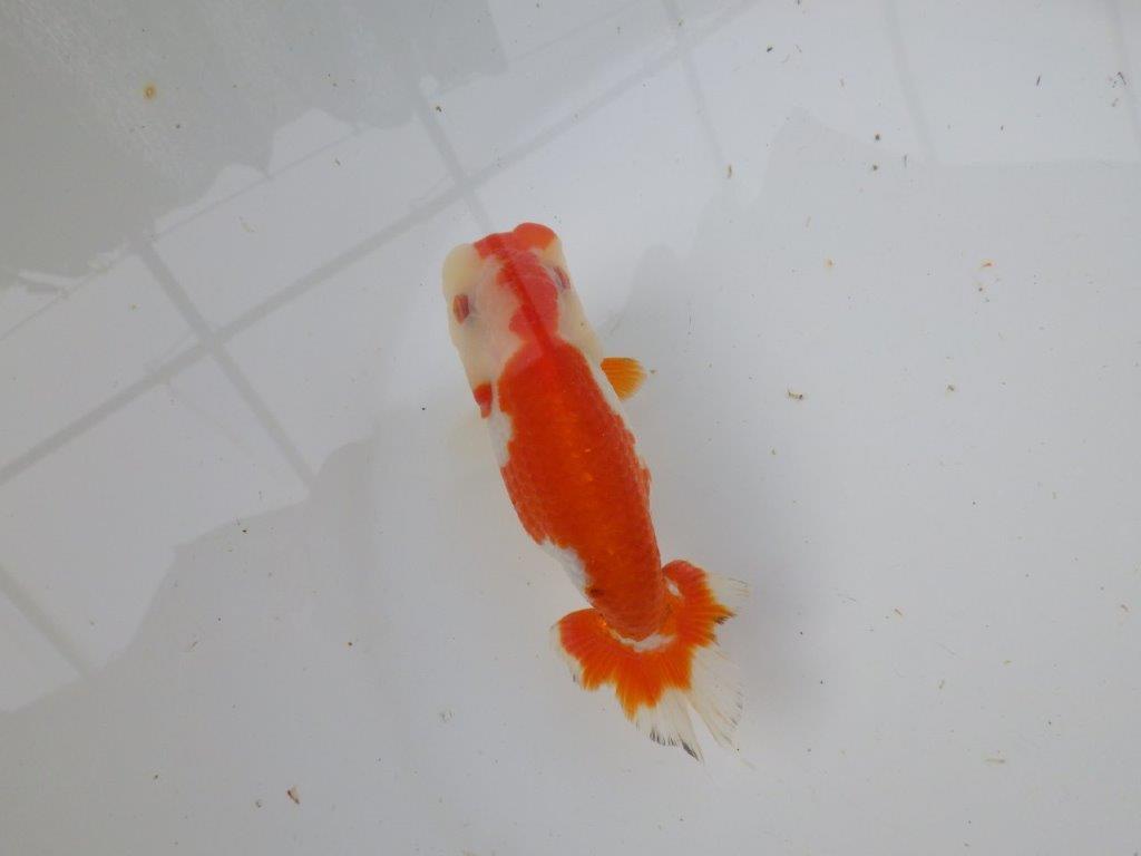 【 愛知超優良系統様】管理魚当歳らんちゅう K 四ッ尾 二本舵 約12,5㎝ メス