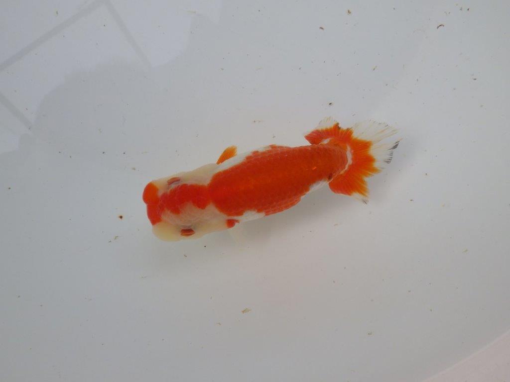 【 愛知超優良系統様】管理魚当歳らんちゅう K 四ッ尾 二本舵 約12,5㎝ メス