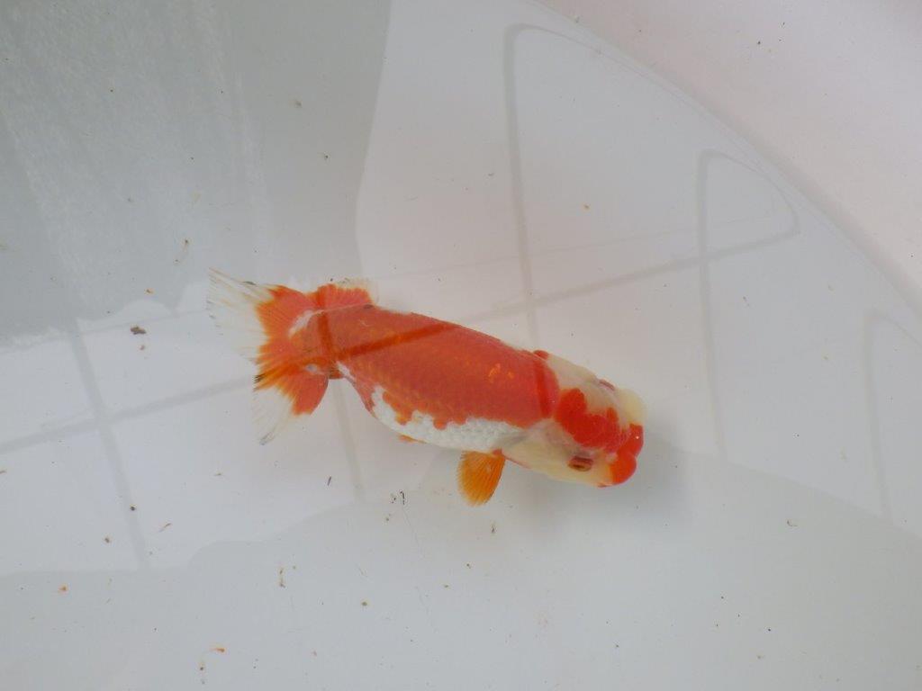 【 愛知超優良系統様】管理魚当歳らんちゅう K 四ッ尾 二本舵 約12,5㎝ メス