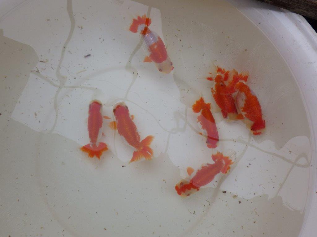 【 愛知超優良系統様】管理魚当歳らんちゅう L 四ッ尾 二本舵 約12,5㎝  メス