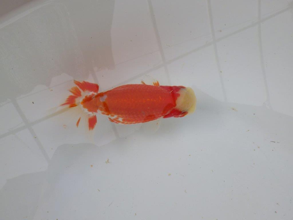 【 愛知超優良系統様】管理魚当歳らんちゅう L 四ッ尾 二本舵 約12,5㎝  メス