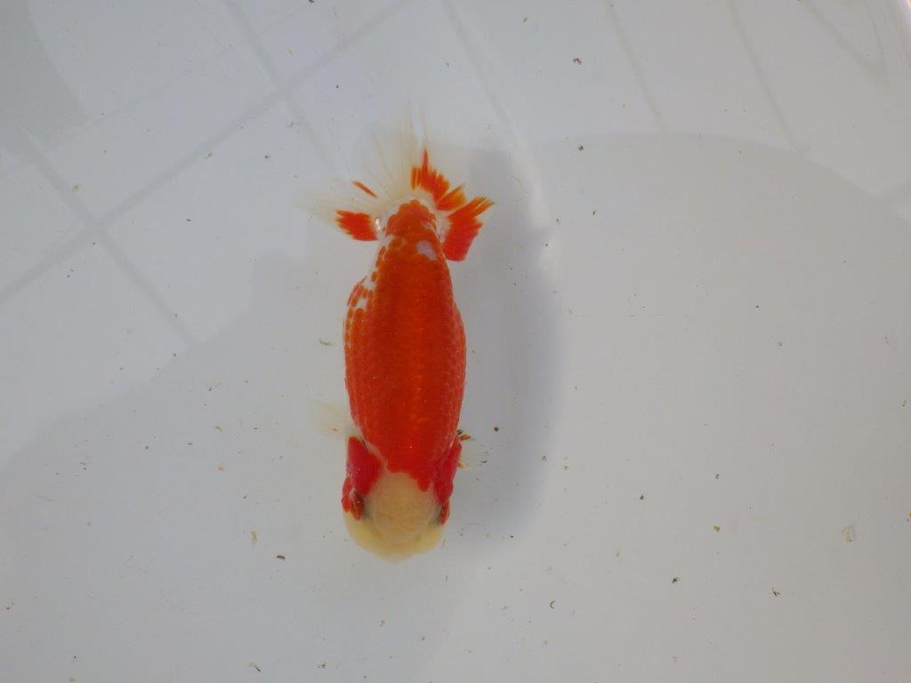 【 愛知超優良系統様】管理魚当歳らんちゅう L 四ッ尾 二本舵 約12,5㎝  メス