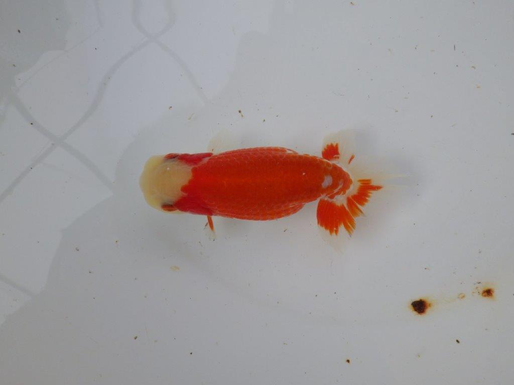 【 愛知超優良系統様】管理魚当歳らんちゅう L 四ッ尾 二本舵 約12,5㎝  メス