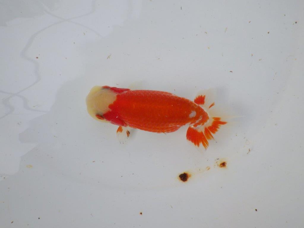 【 愛知超優良系統様】管理魚当歳らんちゅう L 四ッ尾 二本舵 約12,5㎝  メス