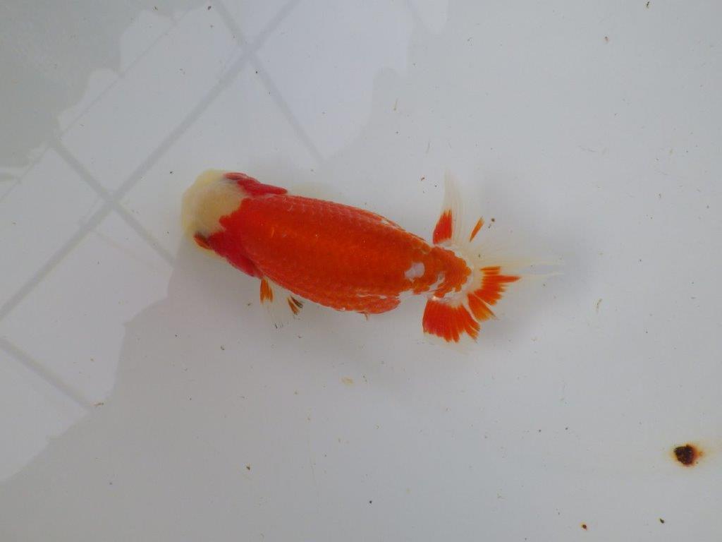 【 愛知超優良系統様】管理魚当歳らんちゅう L 四ッ尾 二本舵 約12,5㎝  メス