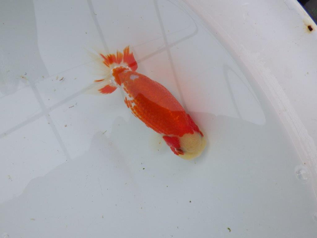 【 愛知超優良系統様】管理魚当歳らんちゅう L 四ッ尾 二本舵 約12,5㎝  メス