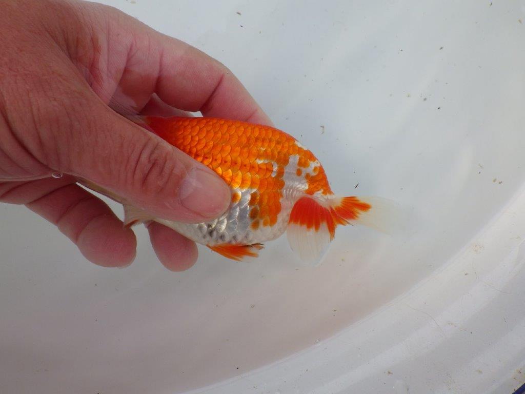 【 愛知超優良系統様】管理魚当歳らんちゅう L 四ッ尾 二本舵 約12,5㎝  メス